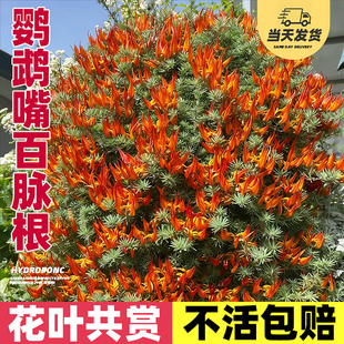 鹦鹉嘴盆栽加那利百脉根室内阳台垂吊观叶开花绿植奇特稀有章鱼花