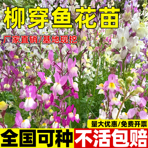 柳穿鱼盆栽苗梦幻曲姬金鱼草带