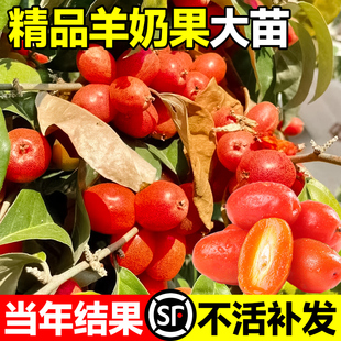 羊奶果苗德甜二号甜果当年结果胡颓子南北方庭院种植地栽盆栽果树