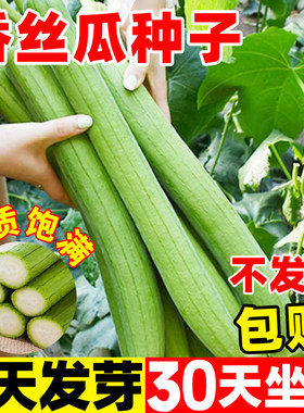 香丝瓜种子香肉丝瓜种子