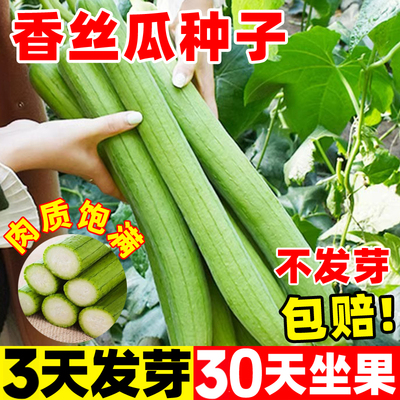 香丝瓜种子香肉丝瓜种子
