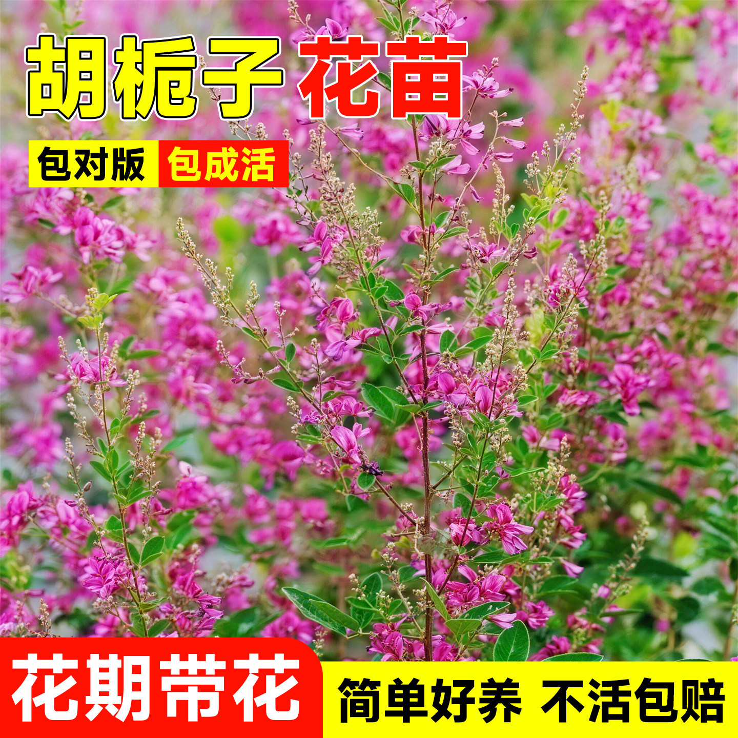 胡栀子花苗盆栽花园植物胡枝