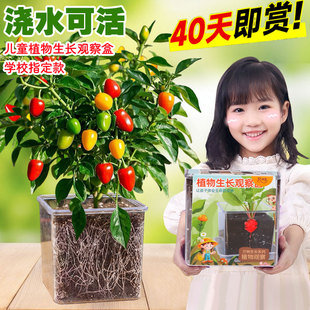 儿童种植小套餐四季种植七彩椒种子阳台盆栽辣椒学生科学实验专用