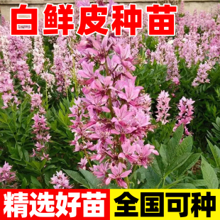 白鲜皮苗中药材种苗多年生盆栽绿植山牡丹耐寒好管理好种植易成活