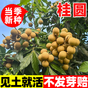 桂圆龙眼种子树嫁接盆栽水果树储良石硖南方四季种植地栽当年结果
