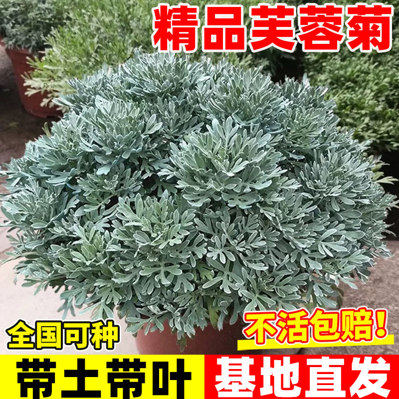 芙蓉菊大苗盆栽多年生宿根花中草