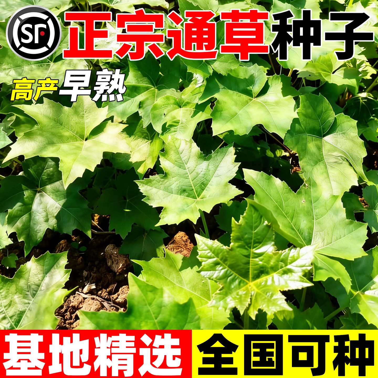 大通草种籽中草药材通草根木通树大通草种子通花根通种子籽天麻子