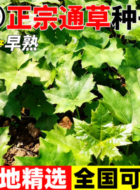 大通草种籽中草药材通草根木通树