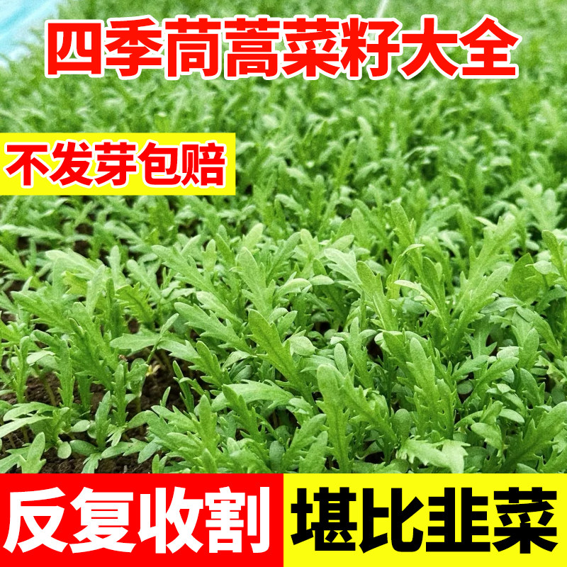 四季茼蒿菜籽大全皇帝菜大叶茼蒿种子茼蒿菜苗葱种香菜蔬菜种孑