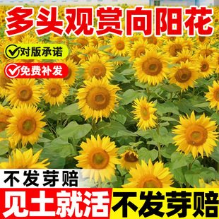 多头观赏向阳花葵种子食用向日葵种孑四季开花庭院室外大型葵花籽