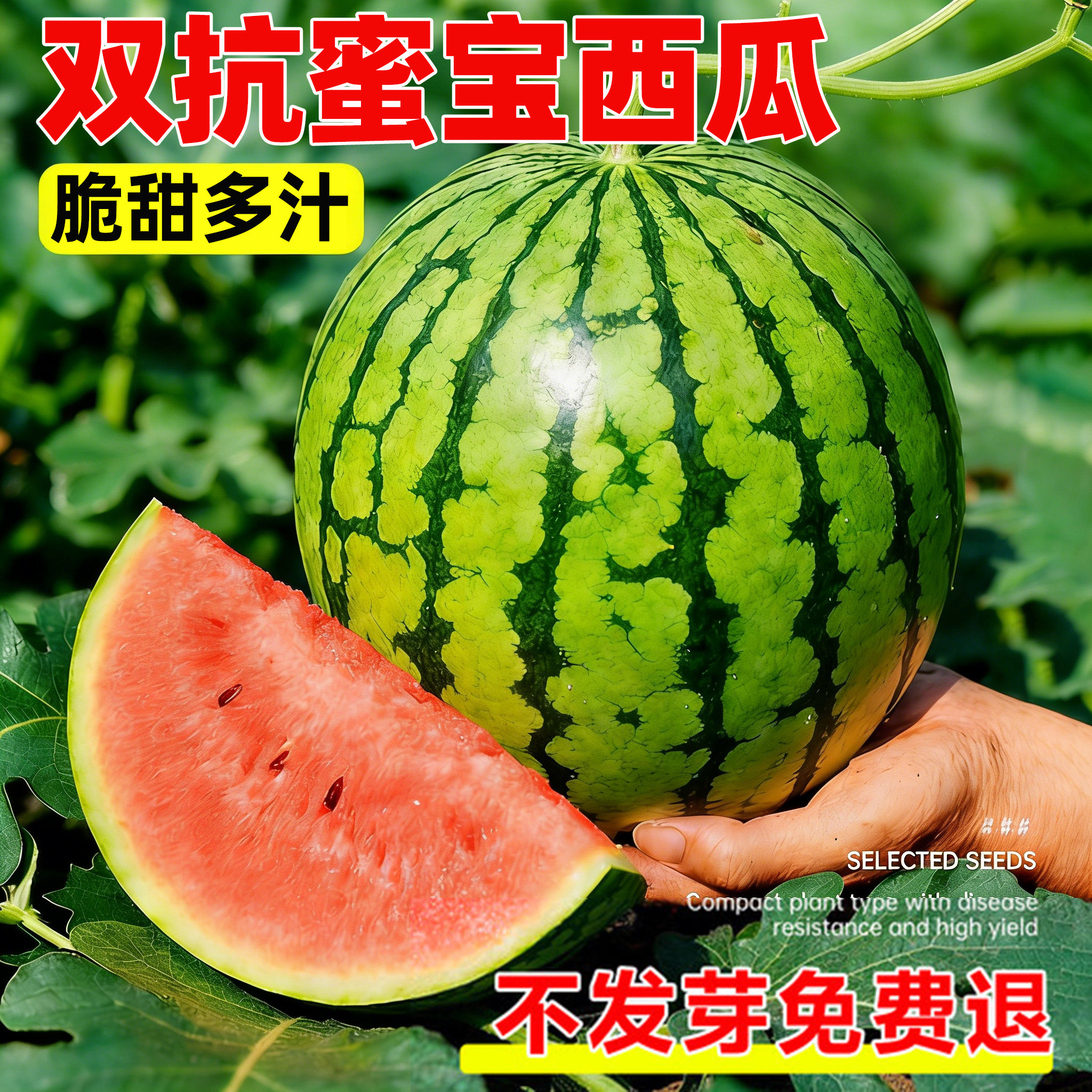双抗蜜宝西瓜种子8424麒麟无籽美都西瓜种籽南方四季蔬菜水果种孑