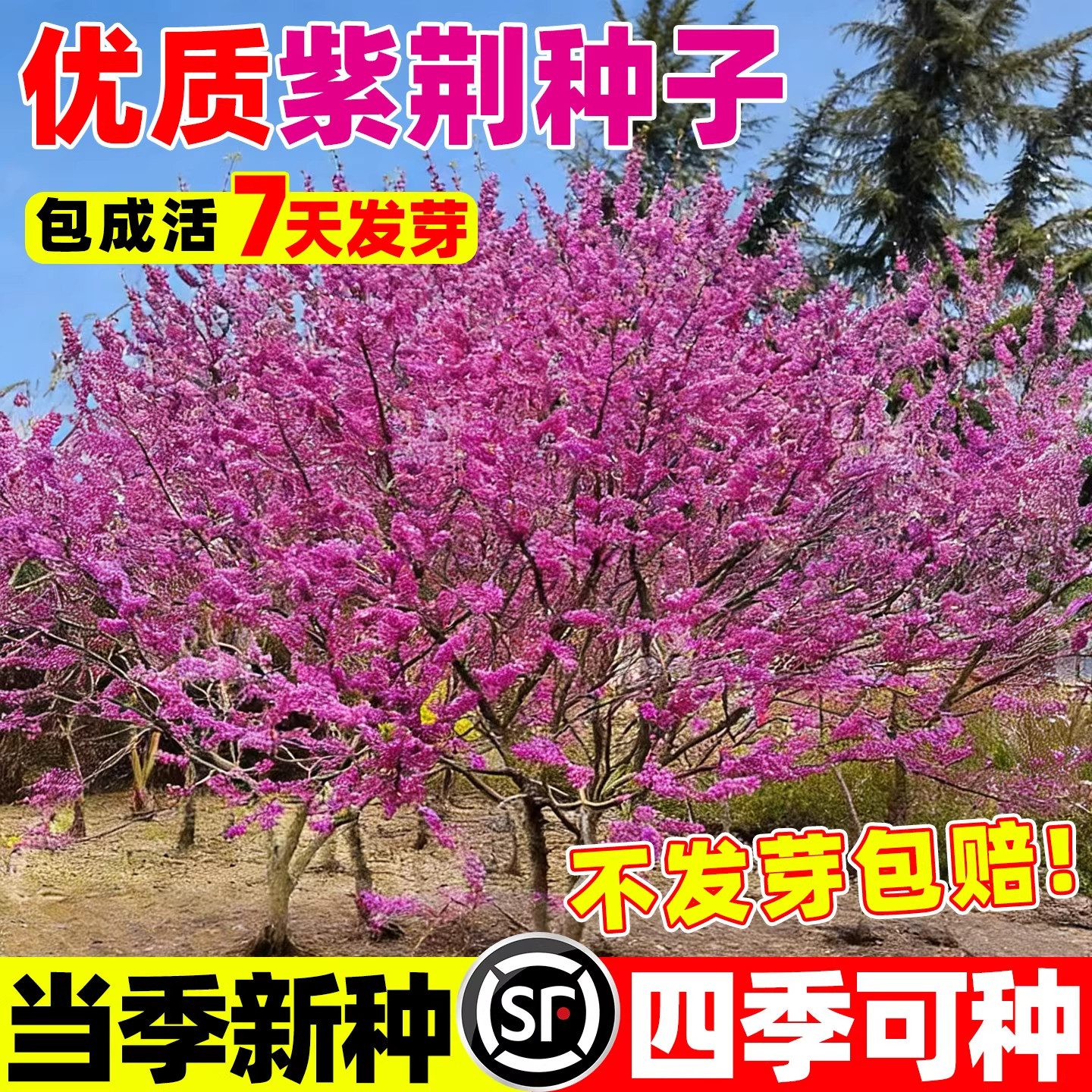 紫荆花种子室外卉南北方植图片
