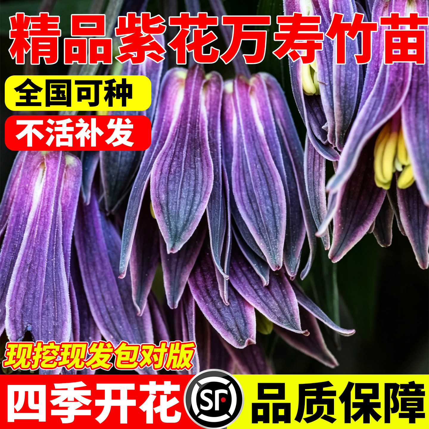 紫花万寿竹花苗多年生观赏药用耐