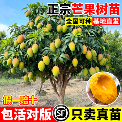 芒果树果苗嫁接金煌芒四季芒