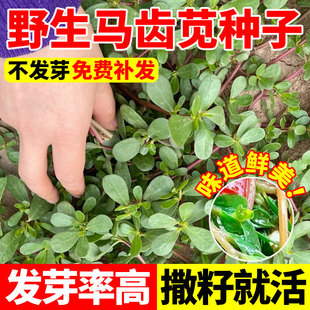 马齿笕种子马菜马齿菜种长寿籽保健蔬菜野菜马齿苋菜种籽盆栽蔬菜