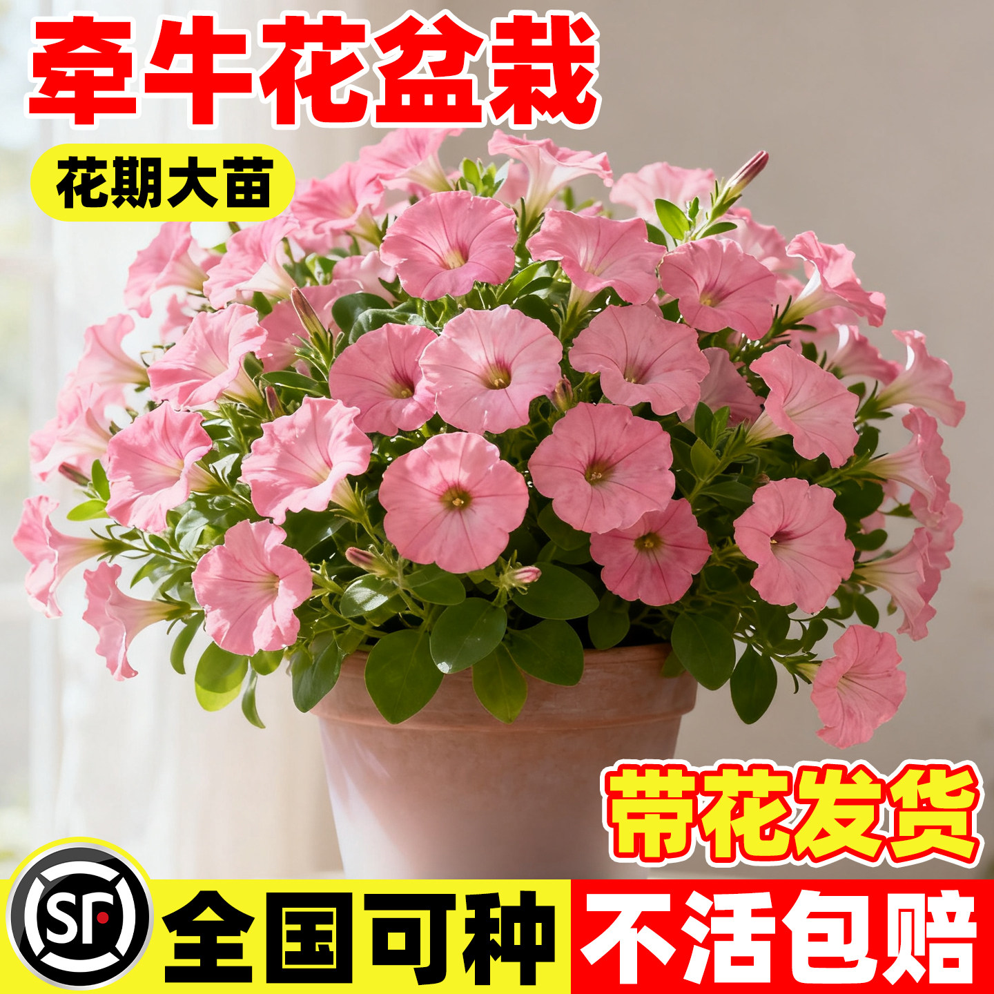 矮牵牛花苗盆栽带花苞阳台垂吊