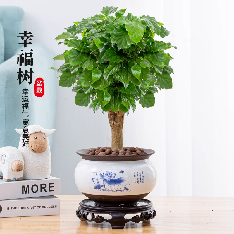 幸福树绿植盆栽室内植物平安