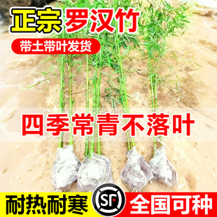 罗汉竹苗带土佛肚竹黄金竹子苗真树苗造景四季常青盆栽庭院观赏竹