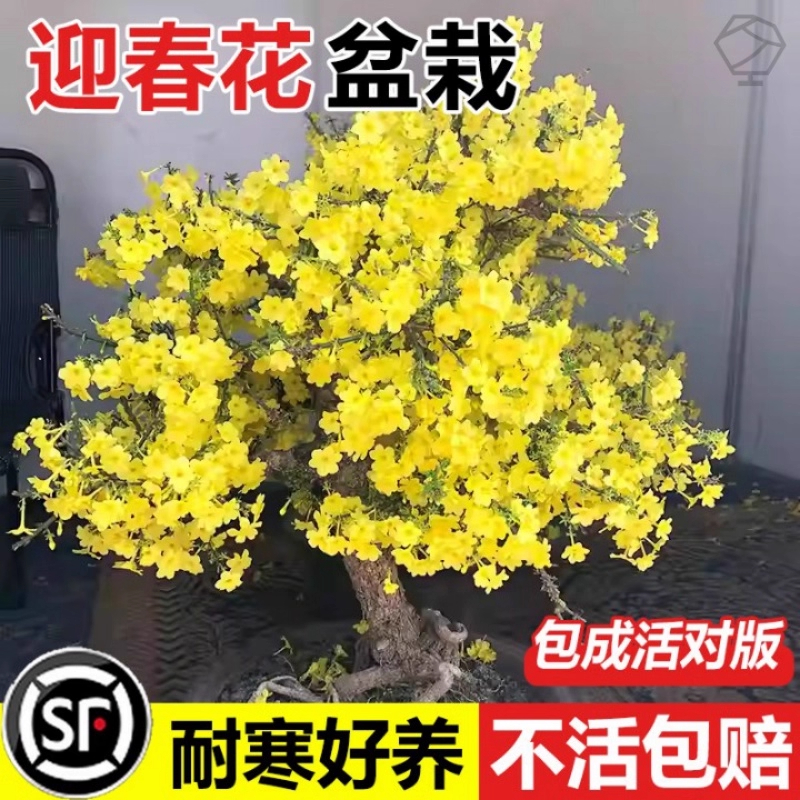 迎春花苗盆景老桩长报春花探春耐