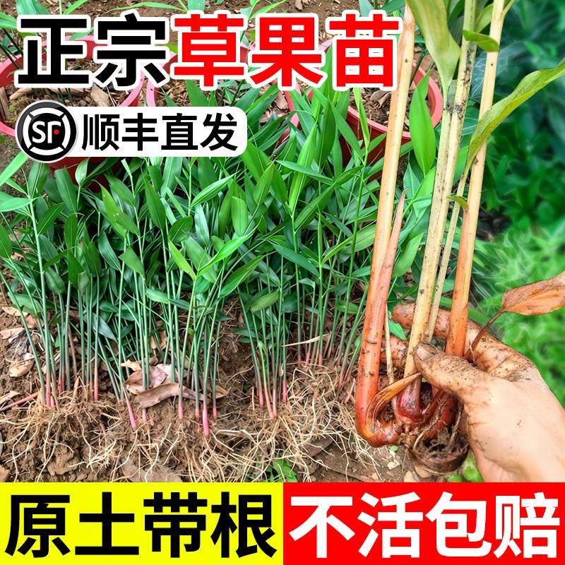 正宗云南草果浓香型贵州大红草果苗可地栽盆栽现挖现发香料草果苗