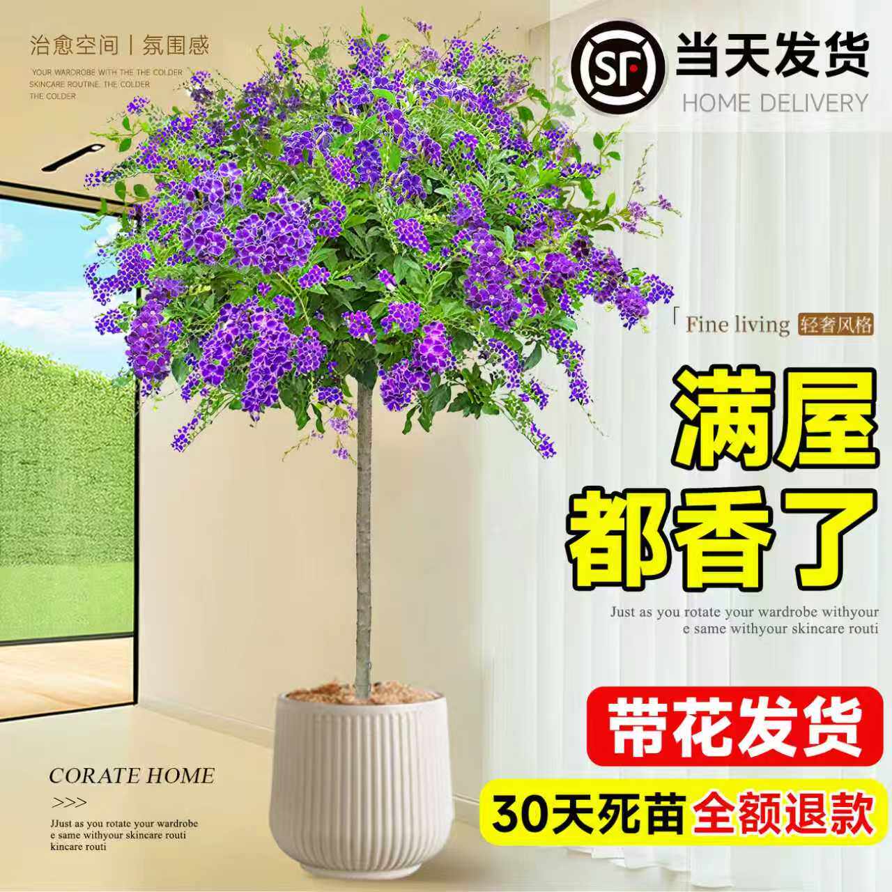 棒棒糖蕾丝金露花卉绿植室内盆栽