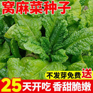 窝麻菜种子四季播叶用莴苣种籽基菜窝鸡菜籽田园庭院阳台蔬菜种孑