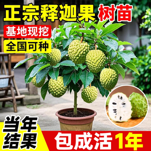 释迦果苗树带果南方种植盆栽地栽苗凤梨榴莲奶油黄龙嫁接果苗庭院