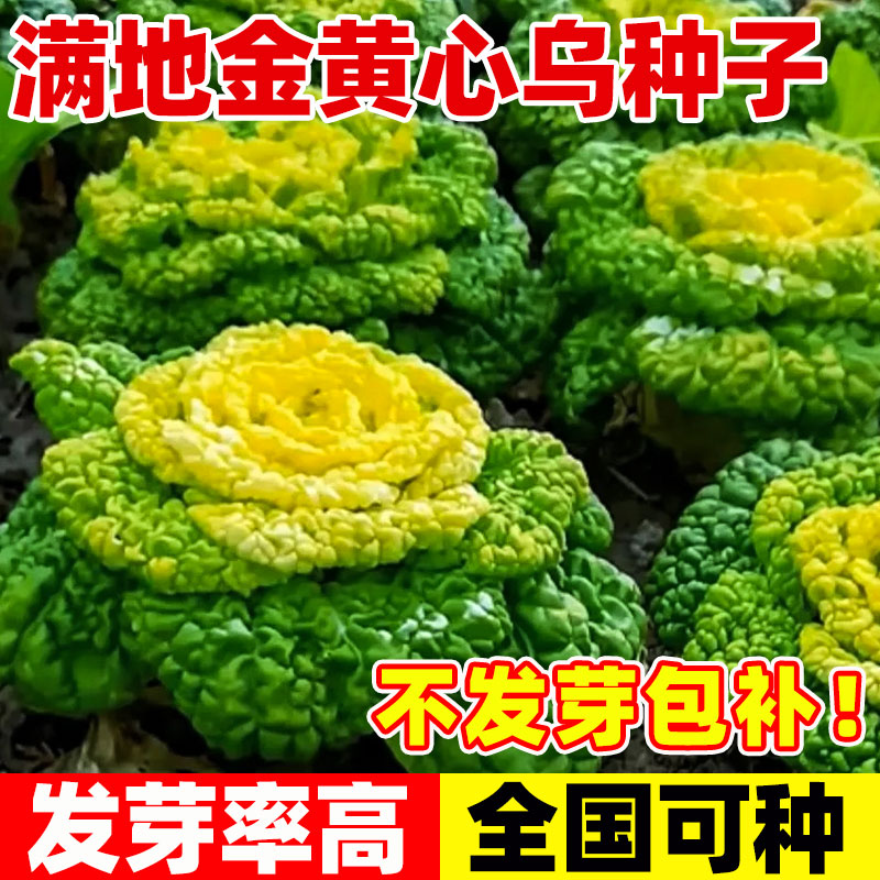 金满地黄心乌种子四季播耐寒抗病