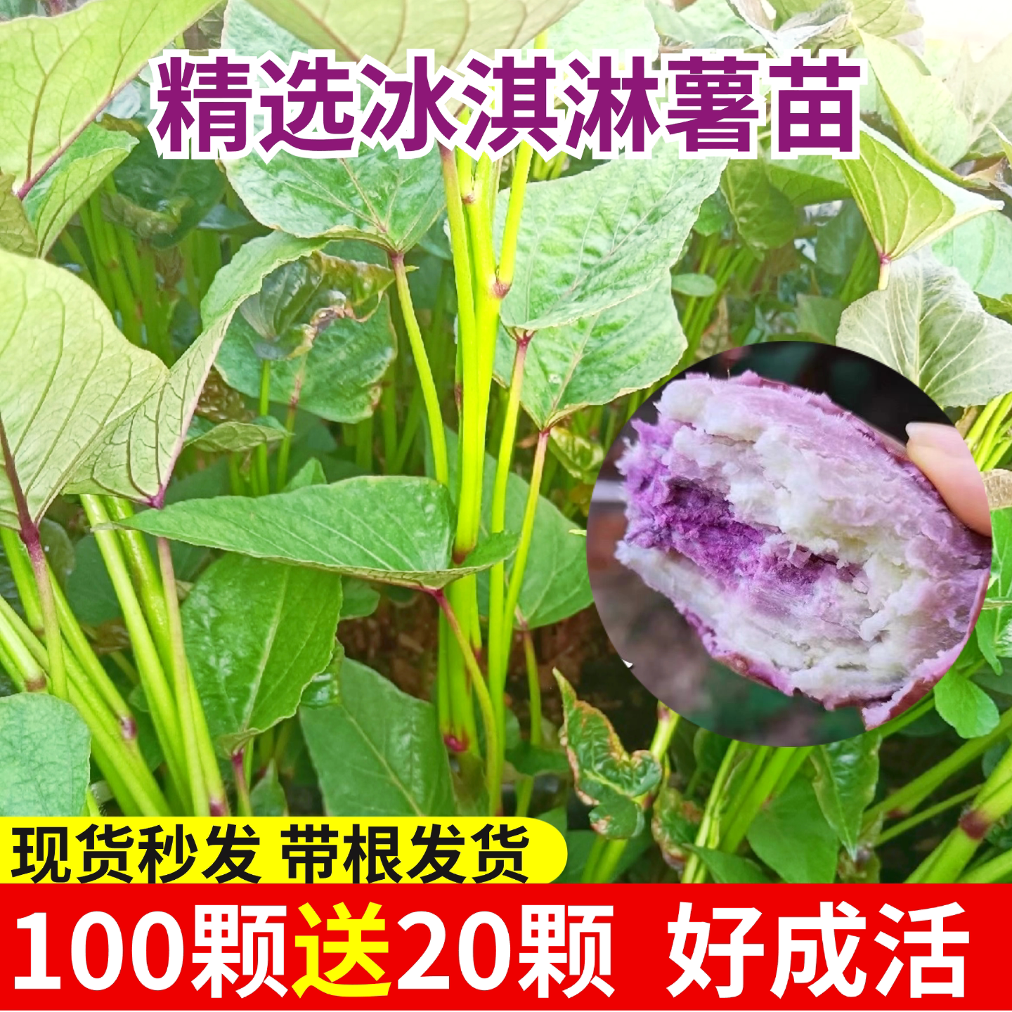 冰淇淋薯苗红薯秧苗一点红红薯苗紫薯苗蜜薯苗花心地瓜苗山芋苗