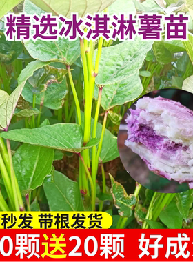 冰淇淋薯苗红薯秧苗一点红红薯苗