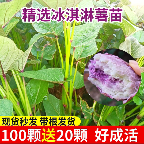 冰淇淋薯苗红薯秧苗一点红红薯苗