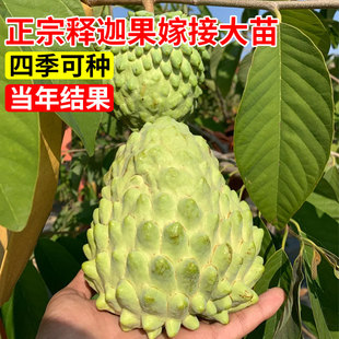 释迦果苗树带果台湾凤梨嫁接果树果苗榴莲庭院南方种植盆栽地栽苗