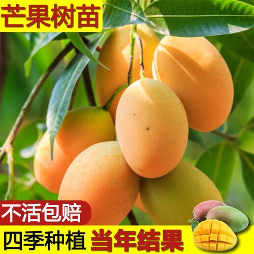 芒果树果苗嫁接金煌芒四季芒