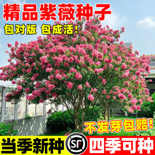 紫薇种子紫荆花种巨紫荆种子红花紫花粉花速生紫薇树种百日红花种