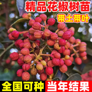 特大红袍花椒苗树小苗批发南北方种植老品种麻椒当年结果花椒树苗