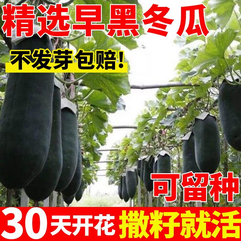 早黑冬瓜种子四季种植早熟高产瓜