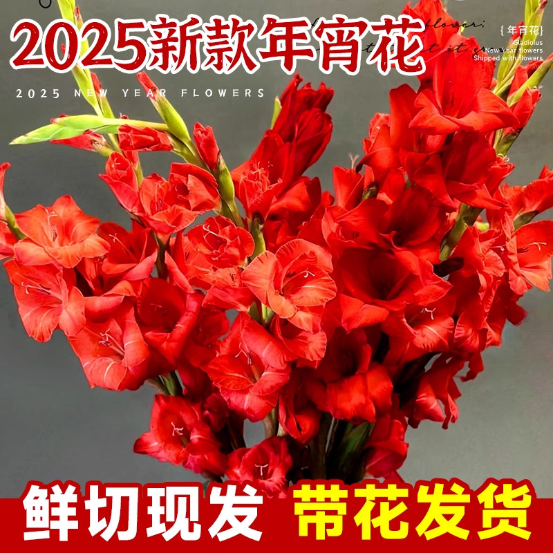 剑兰鲜花云南基地直发客厅水培家