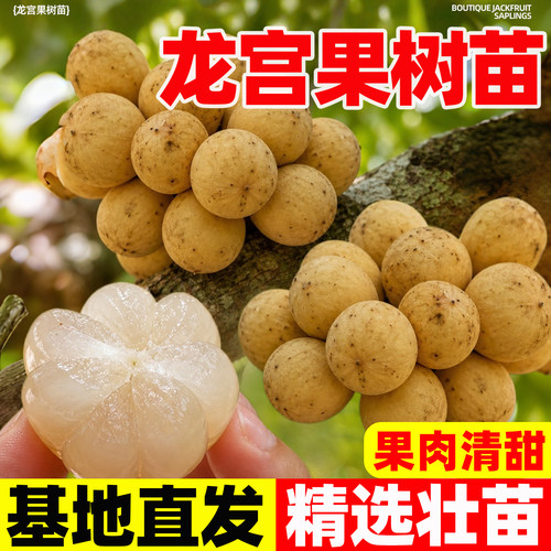 龙宫果苗嫁接龙贡果树苗带土带叶