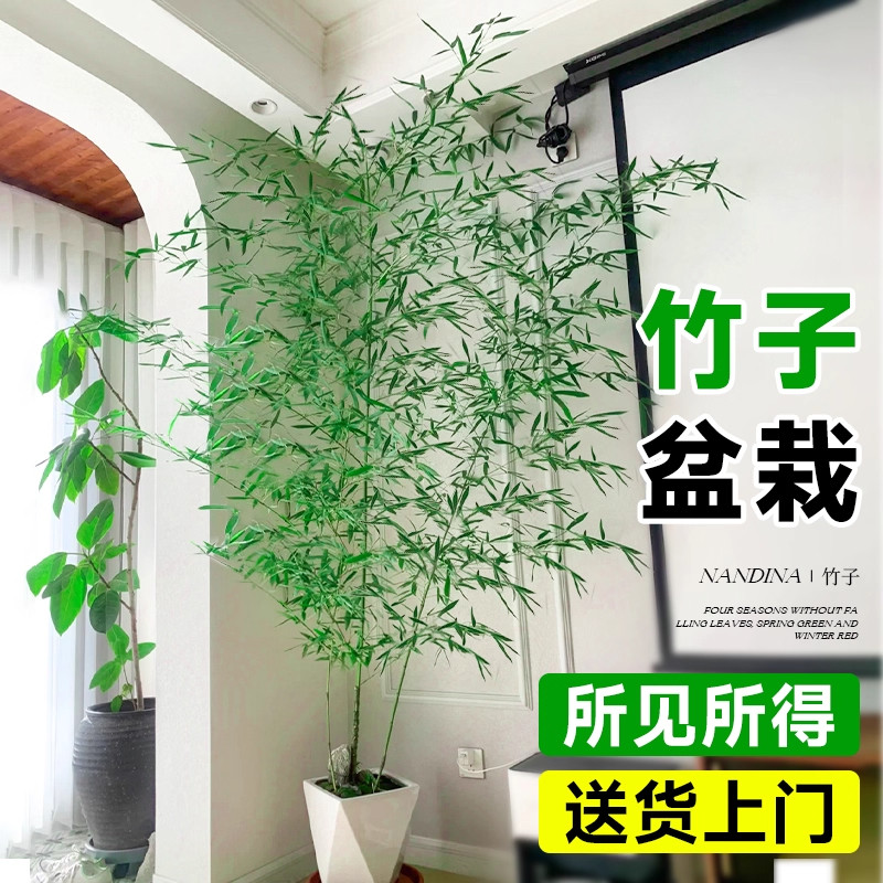 竹子盆栽室内客厅大花盆大型禄绿