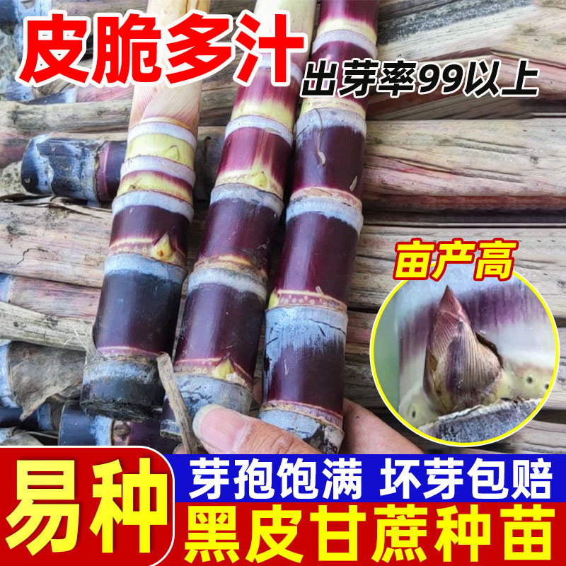 带芽黑皮甘蔗种苗尾段种植甘蔗图片