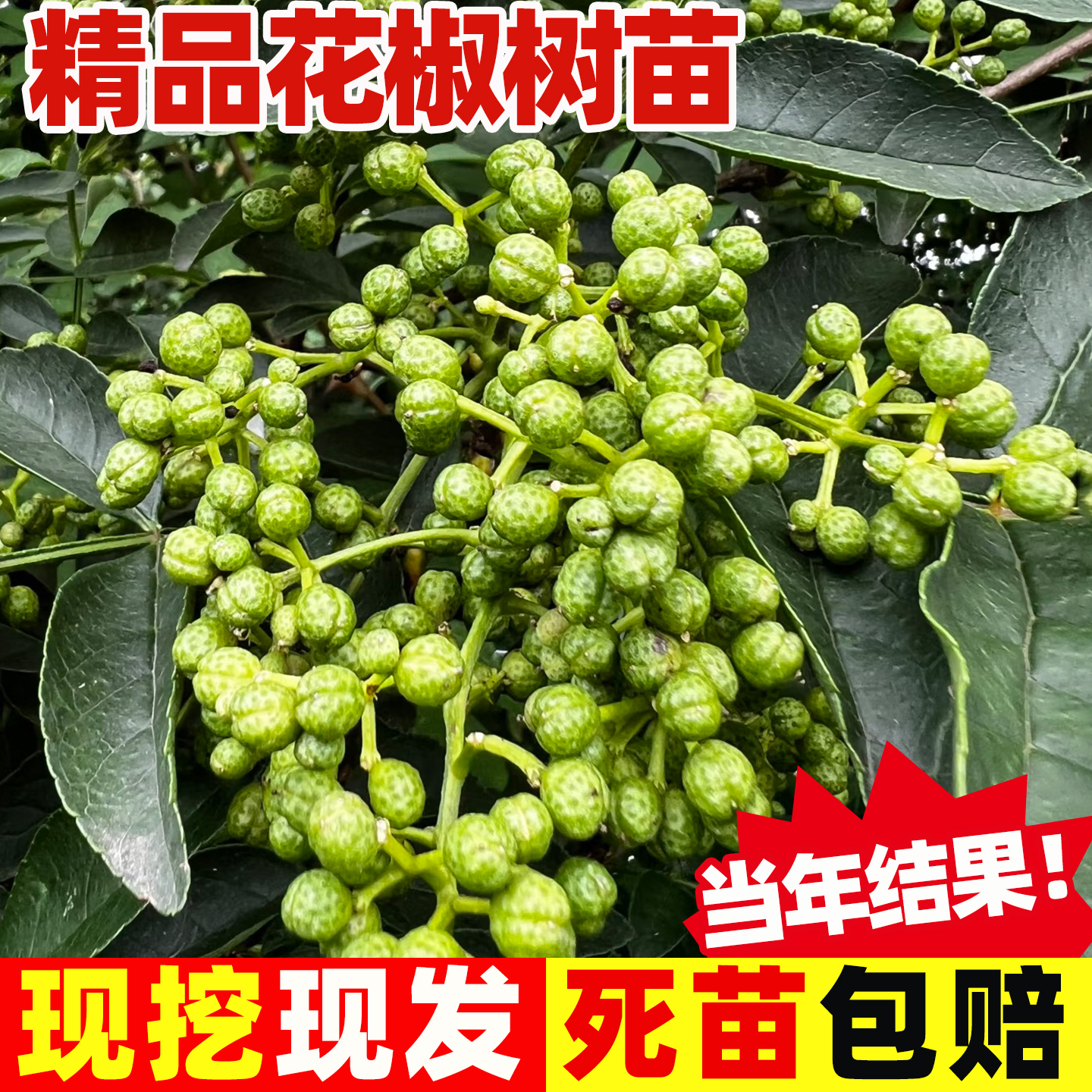 花椒苗树大红袍花椒树苗四川麻椒
