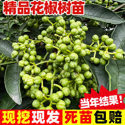 花椒苗树大红袍花椒树苗四川麻椒