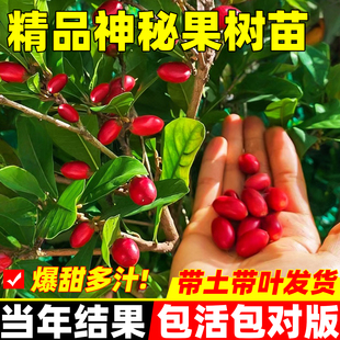 神秘果树果苗云南神秘果四季好养活阳台盆栽庭院地栽鲜果干变味果