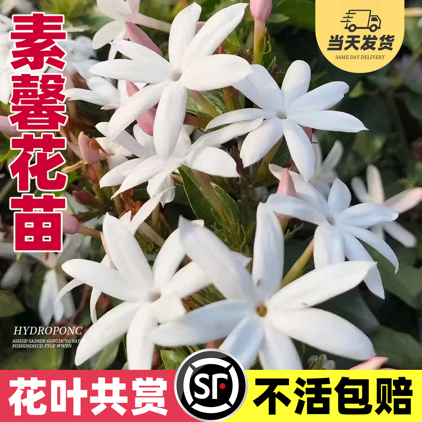 素馨花苗素馨花盆栽阳台庭院花