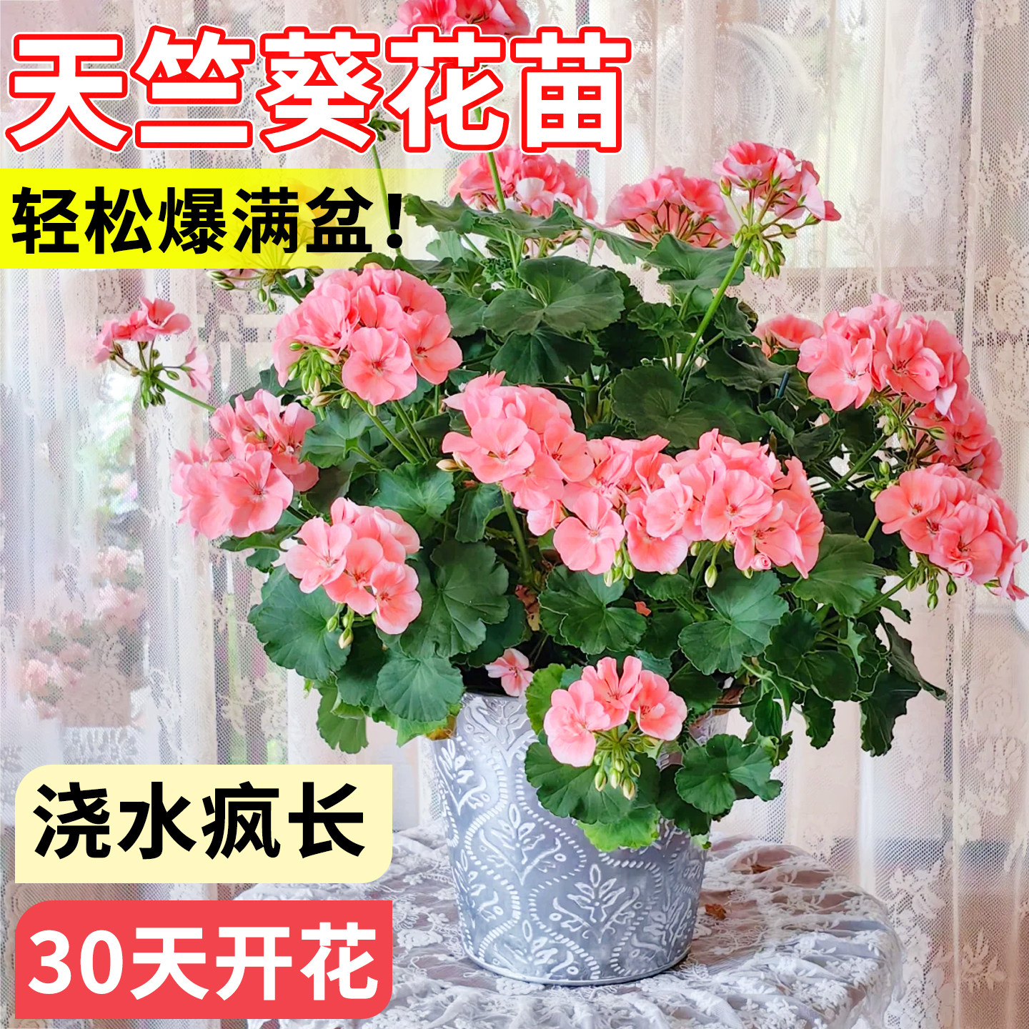 重瓣天竺葵花苗带花苞多季开花盆图片