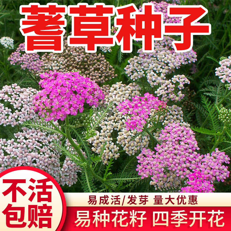 蓍草种子花籽锯耐寒卉秋播