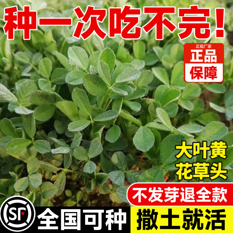 大叶黄花草头种子上海金花草头菜图片