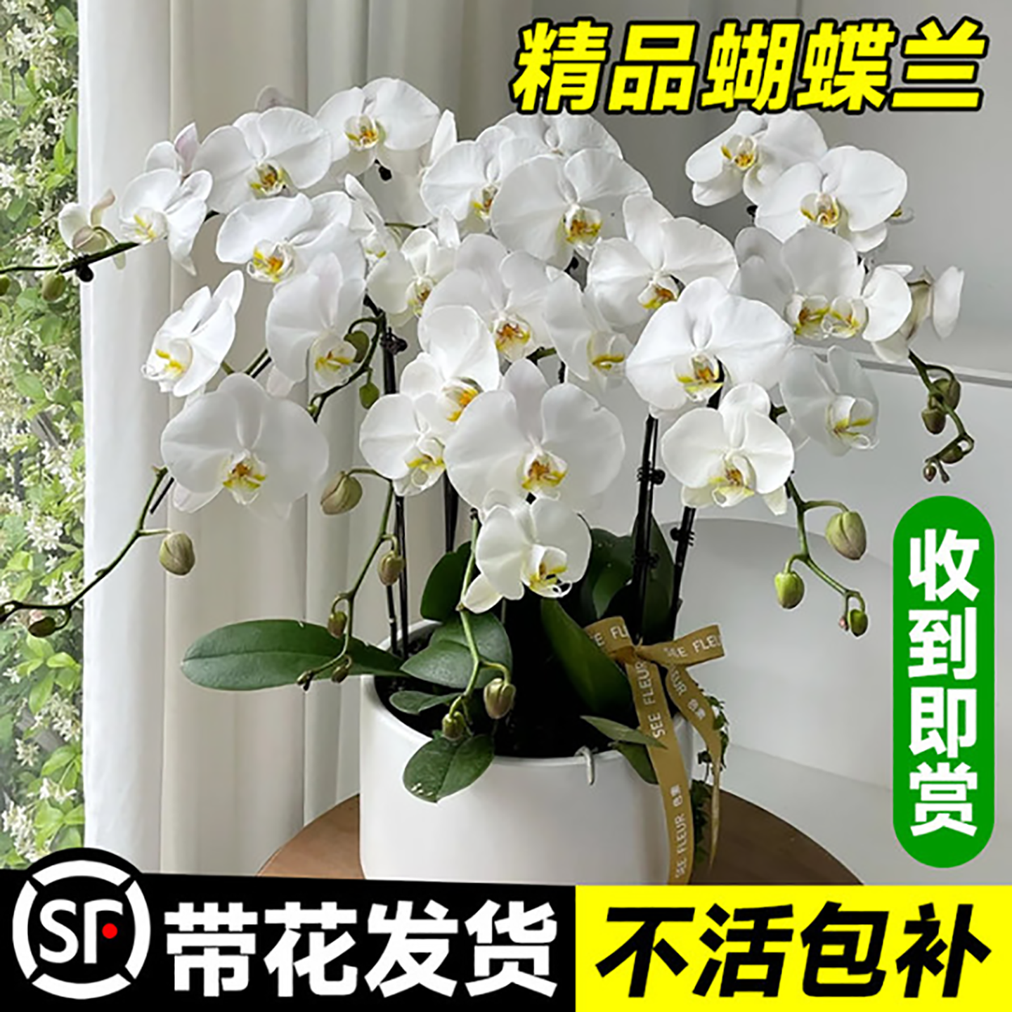 蝴蝶兰盆栽带花大花客厅室内花卉