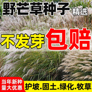 野芒草种子护坡牧草草籽四季种植易活工程绿化护坡固土草种籽
