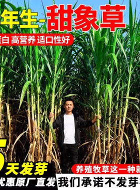 甜象草3号种节无毛高产耐寒皇竹